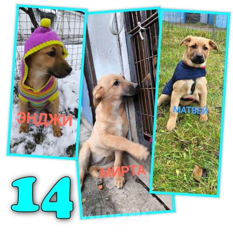 Собаки в Москве: Щенки ищут дом Мальчик, Бесплатно - фото 4
