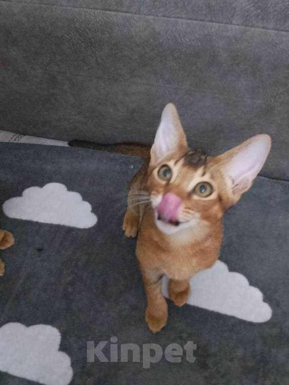 Кошки в Москве: Абиссинский мальчик Мальчик, 1 руб. - фото 3