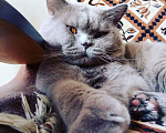 Кошки в Краснодаре: Вязка с британским котом, 1 500 руб. - фото 5