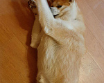 Собаки в Солнечногорске: Вязка, 1 руб. - фото 2