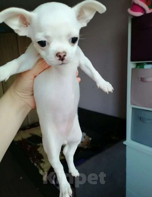 Собаки в Хабаровске: Щенок чихуахуа девочка  Девочка, 25 000 руб. - фото 2