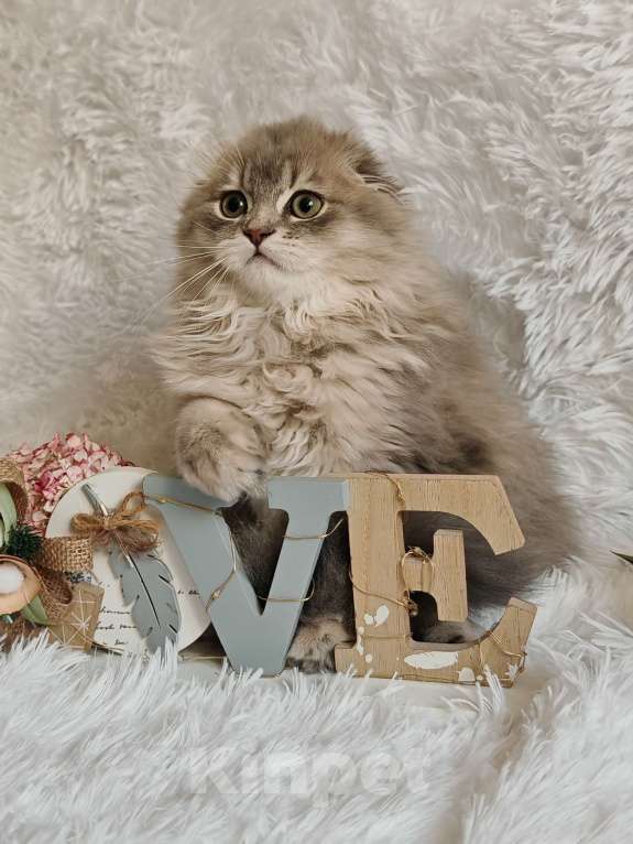 Кошки в Москве: Длинношерстный шотландский мальчик Мальчик, 65 000 руб. - фото 2