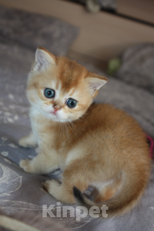 Кошки в Казани: Кошечка  Девочка, 35 000 руб. - фото 2