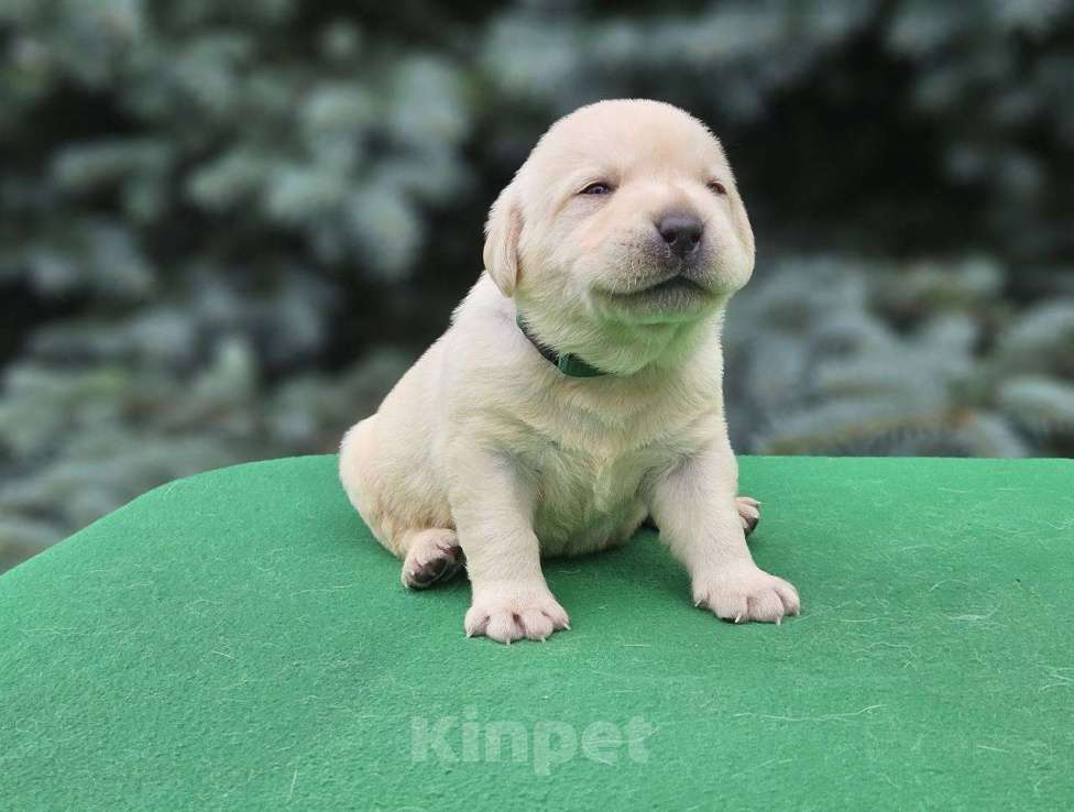 Собаки в Ижевске: Щенки лабрадора с чемпионской родословной Девочка, 80 000 руб. - фото 5