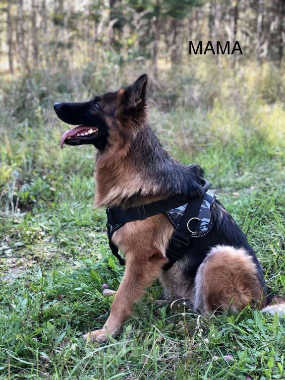 Собаки в Казани: Щенки немецкой овчарки  Мальчик, Бесплатно - фото 7