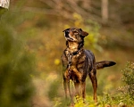 Собаки в Химках: Том ищет дом Мальчик, Бесплатно - фото 1