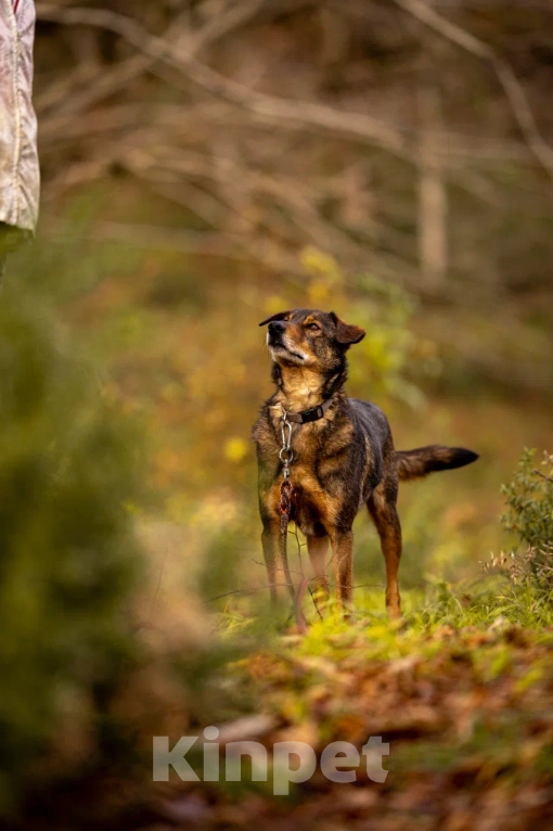 Собаки в Химках: Том ищет дом Мальчик, Бесплатно - фото 1