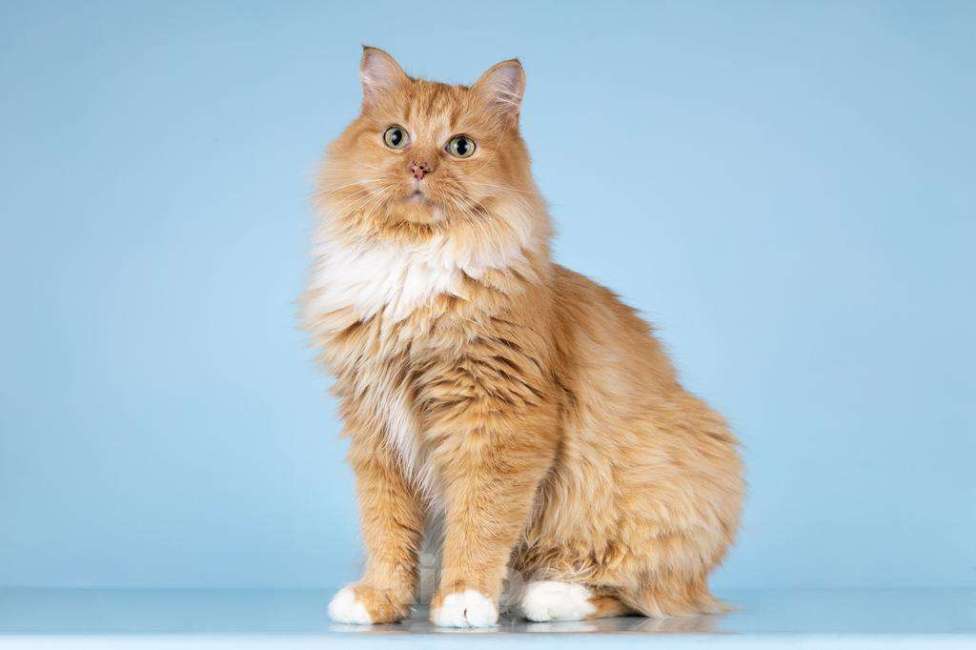 Кошки в Москве: Кошечка Дюймовочка ищет доброе сердце.  Девочка, Бесплатно - фото 3