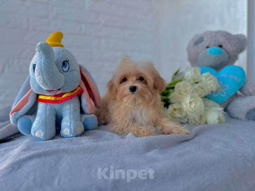 Собаки в Калининграде: Мальтипу девочка мини Девочка, 80 000 руб. - фото 3