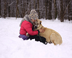Собаки в Видном: Алабайка Китнисс, 2 года Девочка, Бесплатно - фото 7