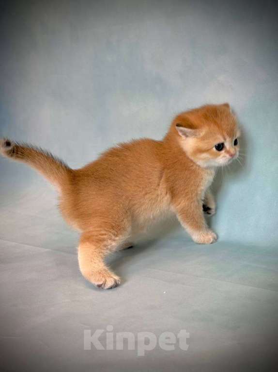 Кошки в Калуге: Британская золотая шиншилла Девочка, 45 000 руб. - фото 10