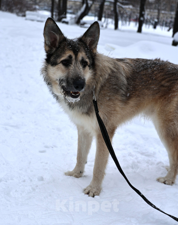 Собаки в Москве: Собака бесплатно в Москве Мальчик, Бесплатно - фото 9
