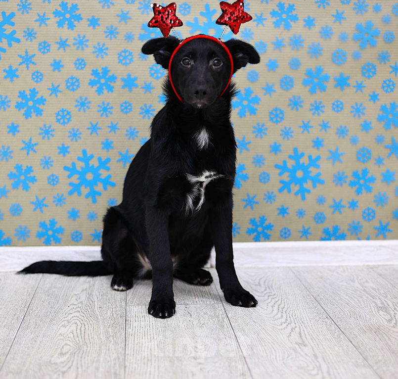 Собаки в Москве: Щенки бесплатно в Москве Девочка, Бесплатно - фото 7