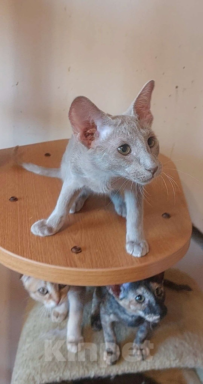 Кошки в Москве: Ориентальная красивая кошечка Девочка, 50 000 руб. - фото 3