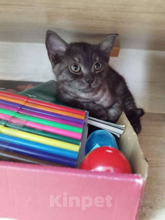 Кошки в Балашихе: Котик шотландский Мальчик, 500 руб. - фото 2