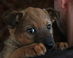 Собаки в Пушкино: Джесси рыжая красавица ищет дом Девочка, 1 руб. - фото 3