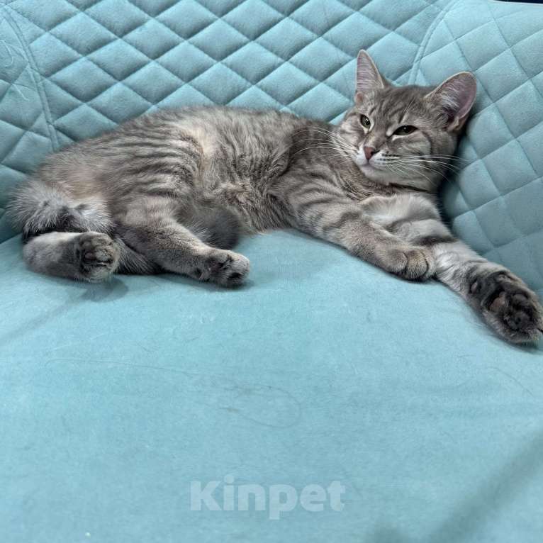 Кошки в Москве: Котенок окраса вискас Девочка, Бесплатно - фото 4