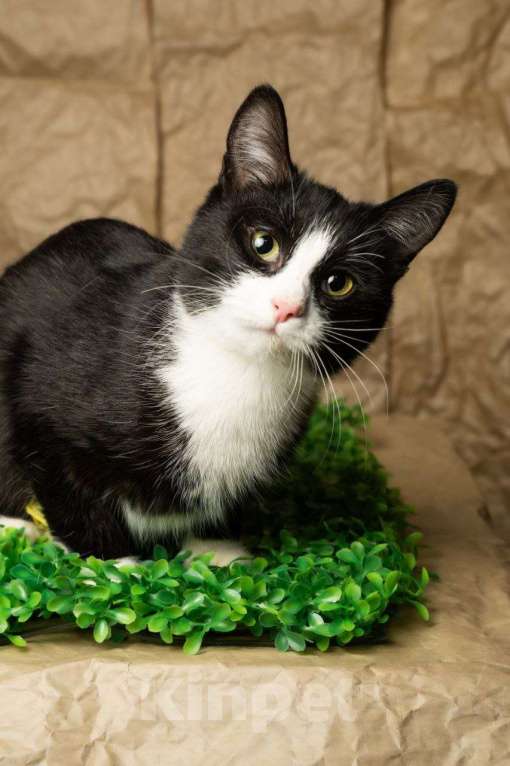 Кошки в других городах Московской области: Девочка, примерно 7 мес Девочка, Бесплатно - фото 7