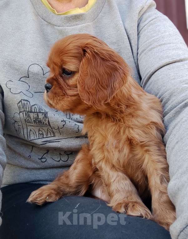 Собаки в Москве: Кавалер Кинг Чарлз Спаниель  девочка принцесса рубин Девочка, 90 000 руб. - фото 3