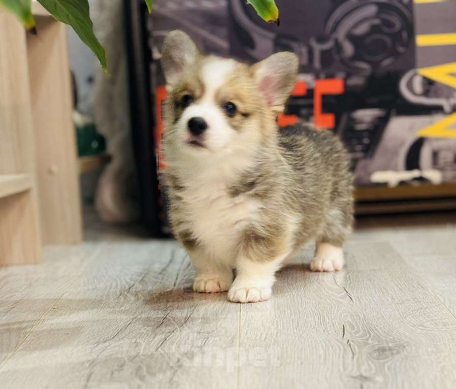 Собаки в Краснозаводске: Продажа щенков корги Мальчик, 45 000 руб. - фото 2