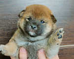 Собаки в Краснодаре: Щенки сиба из питомника Мальчик, 15 000 руб. - фото 1
