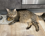 Кошки в Звенигороде: Пропала любимая кошка Девочка, 1 000 руб. - фото 3