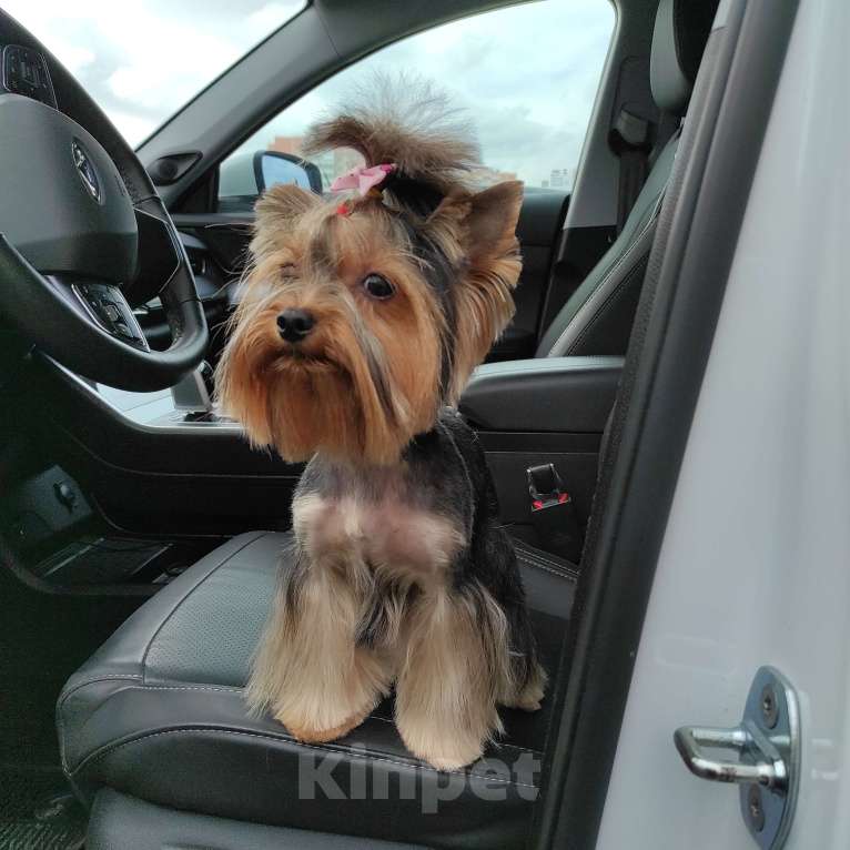 Собаки в Ростове-на-Дону: Щенки Йоркширский терьер Мальчик, 40 000 руб. - фото 3