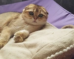 Кошки в Можайске: Котята Скоттиш фолд/страйт Мальчик, Бесплатно - фото 1