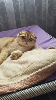 Котята Скоттиш фолд/страйт