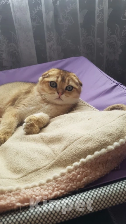 Кошки в Можайске: Котята Скоттиш фолд/страйт Мальчик, Бесплатно - фото 1
