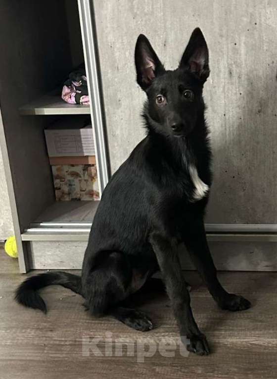 Собаки в Москве: Изящная красотка Джесси ищет дом Девочка, Бесплатно - фото 2