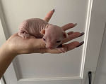 Кошки в Москве: Нежнейший ми-ми-ми котёнок эльф Мальчик, 50 000 руб. - фото 1