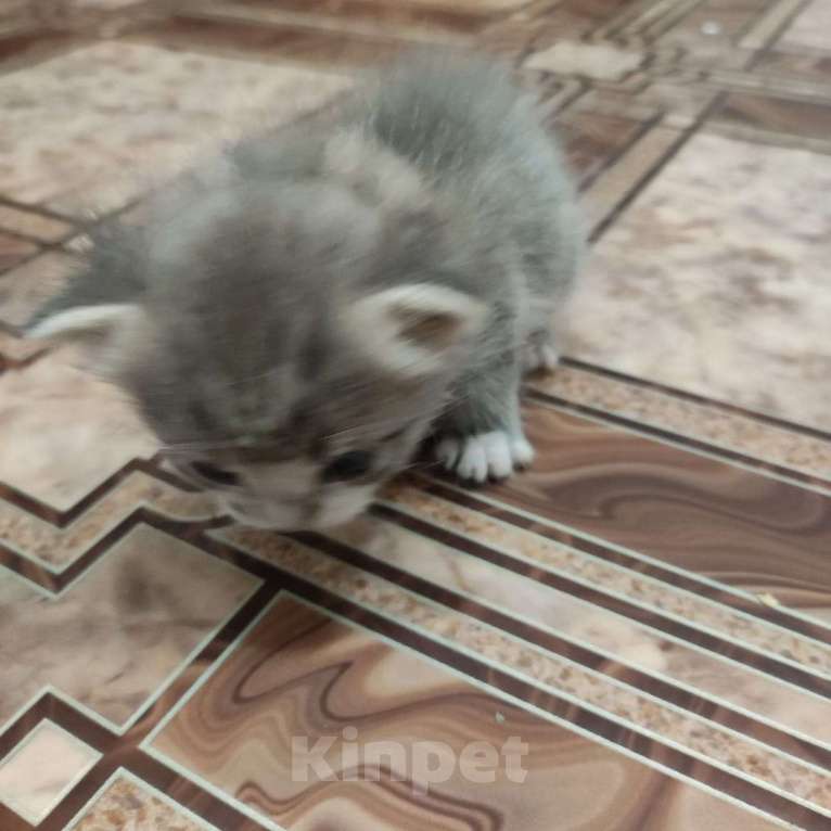 Кошки в Кемерово: Котенок Девочка, Бесплатно - фото 1