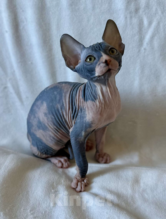 Кошки в Москве: Девочка канадского сфинкса  Девочка, 45 000 руб. - фото 8