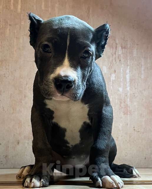 Собаки в Мурманске: Американский булли Девочка, 150 000 руб. - фото 1