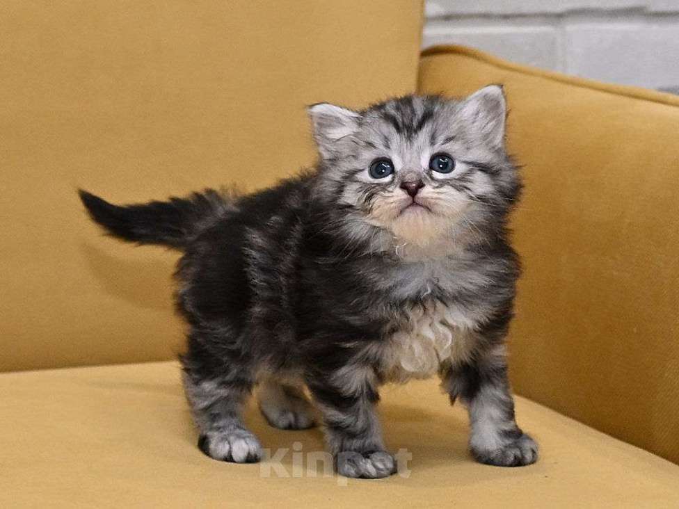 Кошки в Зеленограде: Сибирский котёнок  Девочка, 70 000 руб. - фото 5