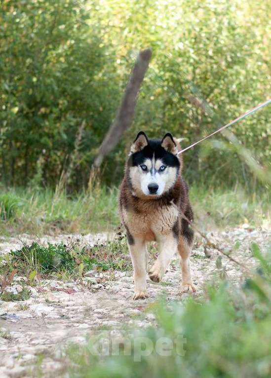 Собаки в Москве: Щенки от лабрадора и хаски в добрые руки Мальчик, Бесплатно - фото 2