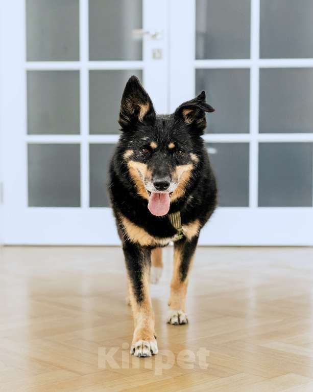 Собаки в Москве: Чудесный Байкал ищет дом Мальчик, Бесплатно - фото 5