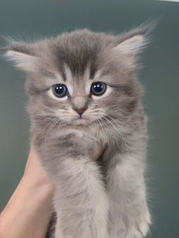 Отдам котят шотландской породы в добрые руки