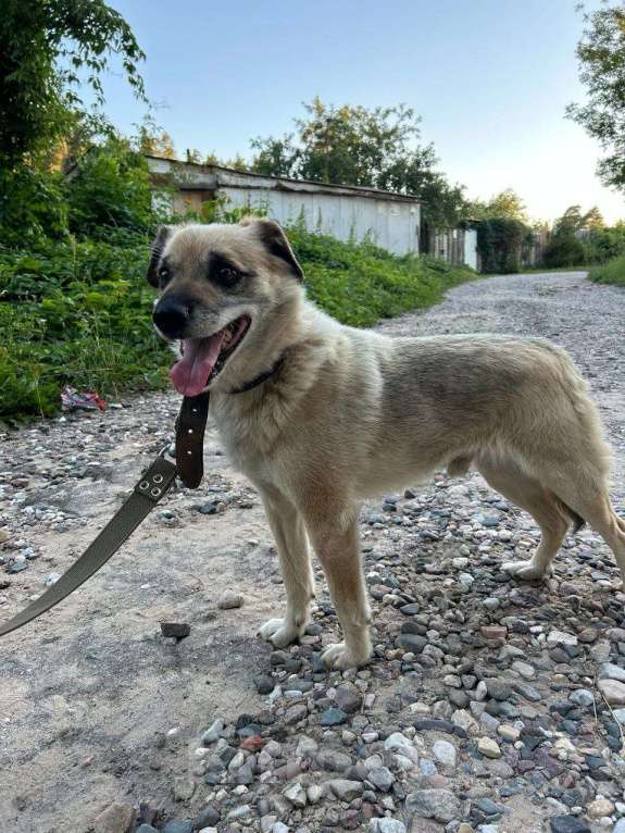 Собаки в Иваново: ПОЖАЛУЙСТА  МАКСИМАЛЬНЫЙ  РЕПОСТ! ПРОПАЛА СОБАКА! Мальчик, Бесплатно - фото 3