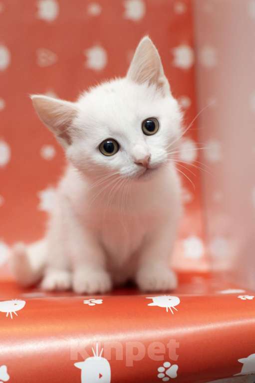 Кошки в Москве: Крошка Мину - как из мультика про котов-аристократов Девочка, Бесплатно - фото 2