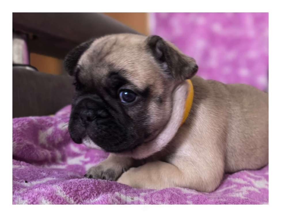 Собаки в Санкт-Петербурге: Французский бульдог щенки Мальчик, 60 000 руб. - фото 3
