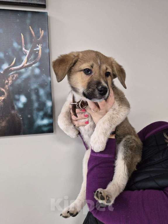 Собаки в других городах Московской области: Пиратик ищет дом! Мальчик, 1 руб. - фото 6
