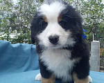 Собаки в Киржаче: продам щенка Мальчик, 50 000 руб. - фото 6