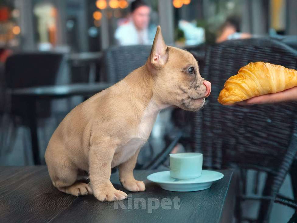 Собаки в Москве: Французская булочка Мальчик, 50 000 руб. - фото 1