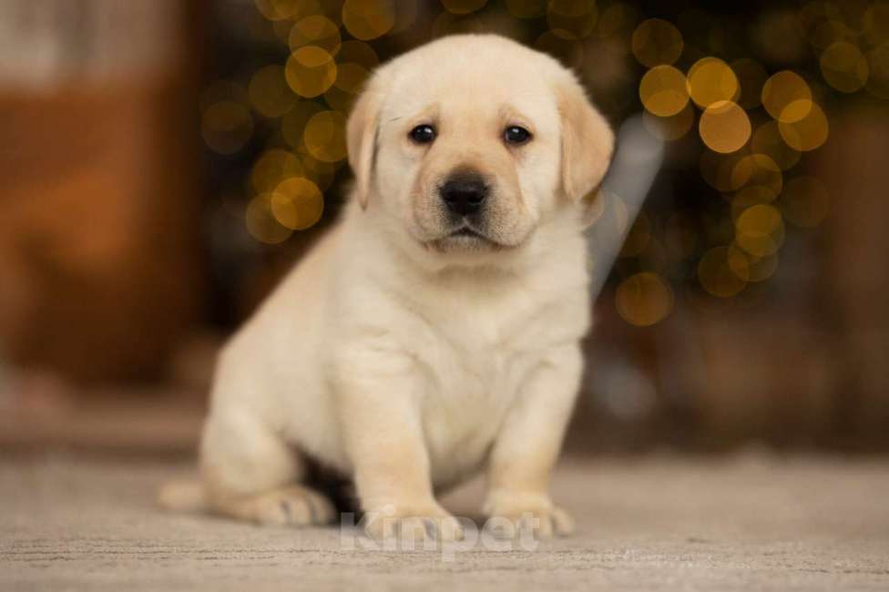 Собаки в Санкт-Петербурге: IRISLAV COME TRUE Мальчик, 140 000 руб. - фото 4