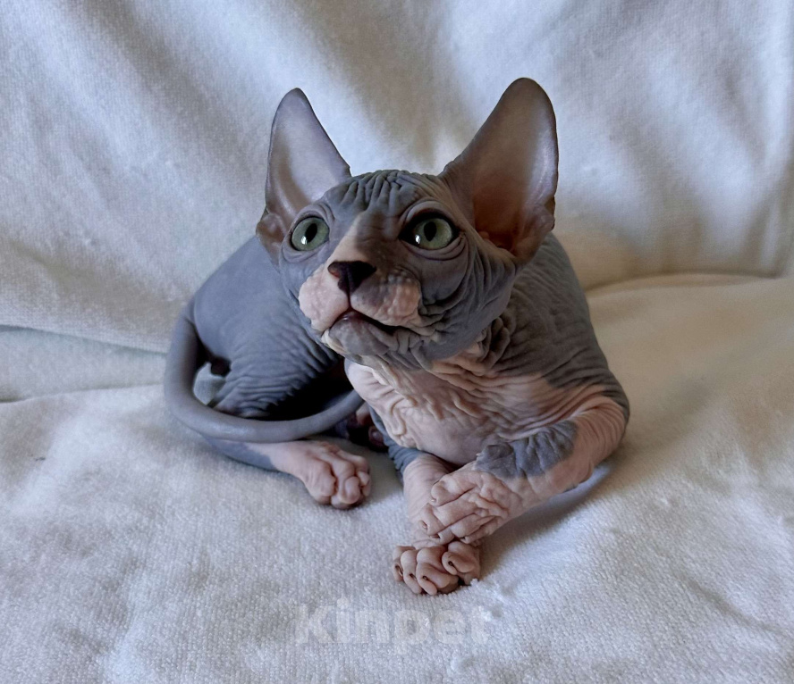 Кошки в Москве: Мальчик канадского сфинкса Мальчик, 45 000 руб. - фото 2