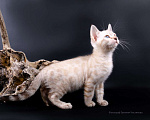 Кошки в Санкт-Петербурге: Бенгальские котята Мальчик, 35 000 руб. - фото 1