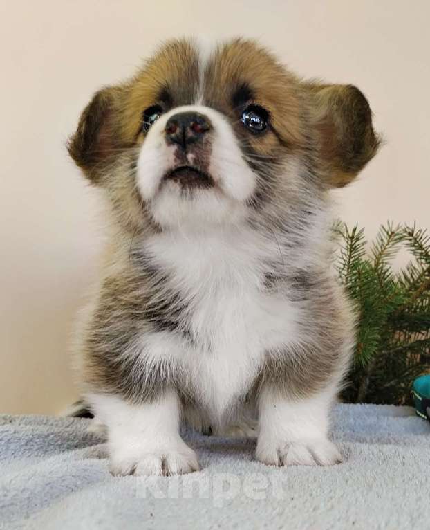 Собаки в Москве: Вельш Корги Пемброк мальчик РКФ Мальчик, 80 000 руб. - фото 3
