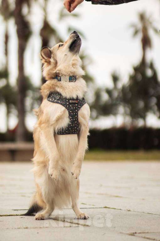 Собаки в Москве: Белкин 2,5 года ищет дом. Мальчик, Бесплатно - фото 5